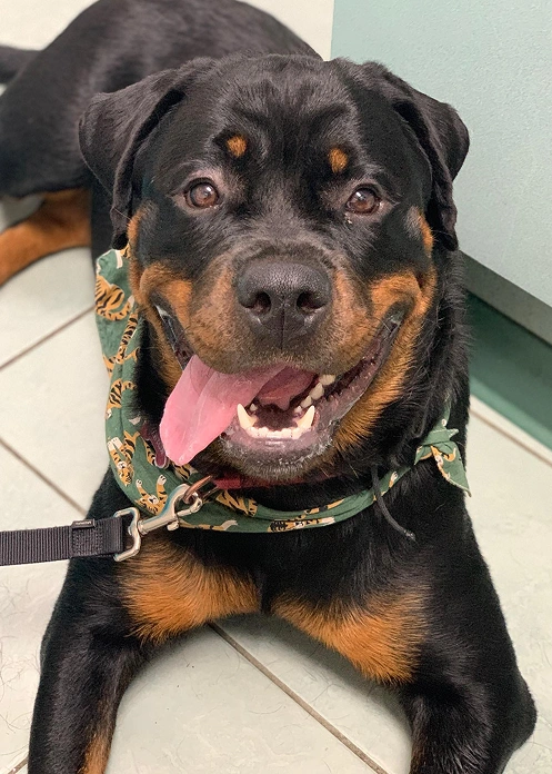 We’re Excited to Meet You and Your Pet