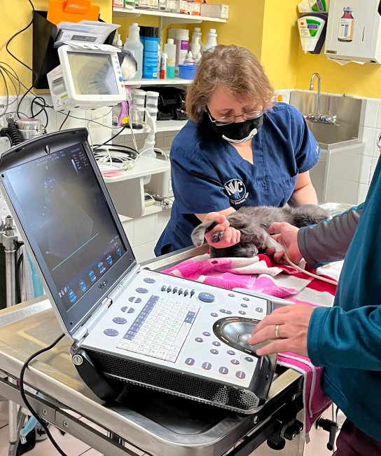 Brooklyn Veterinary Diagnostic Laboratory