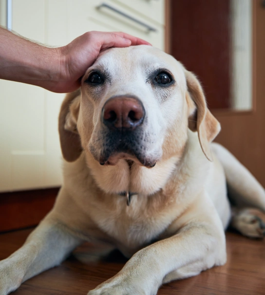 Emergency Veterinary Clinic