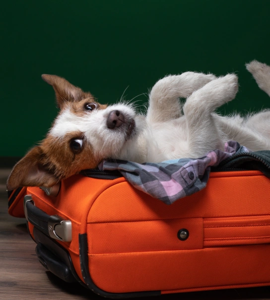 Pet Health & Travel Certificates