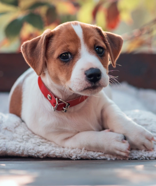 Alternative & Holistic Vet
