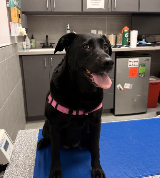 Northside Veterinary Clinic Policies