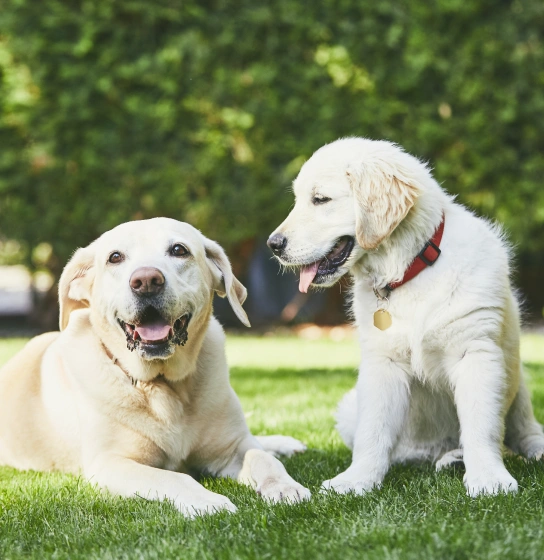 “How-To” Guides for Pet Parents