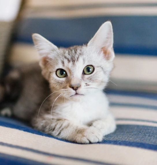 New Veterinary Clients at Northside