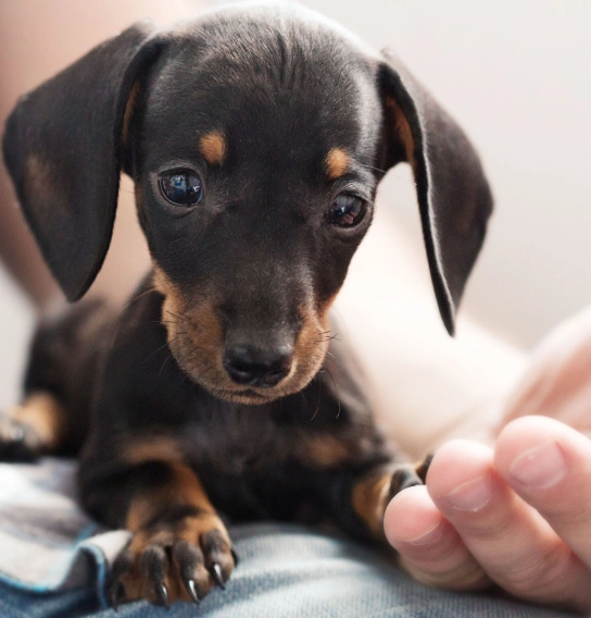 Williamsburg Pet Pain Management