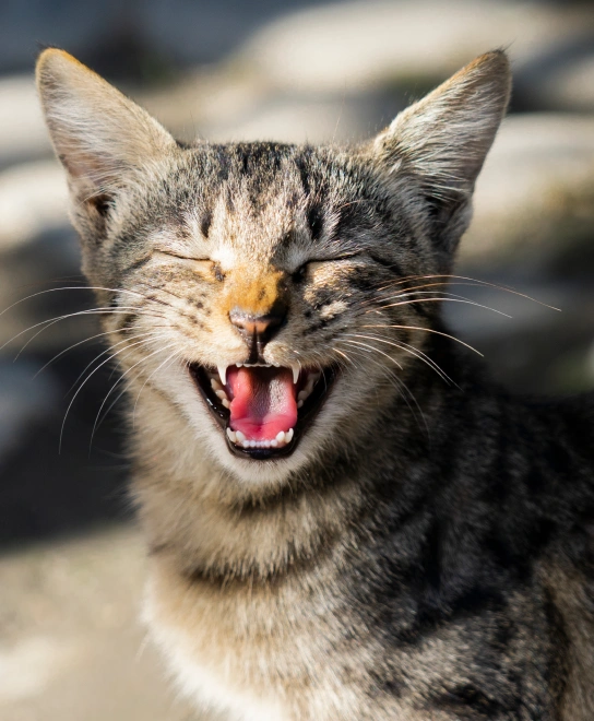 Pet Dental Services
