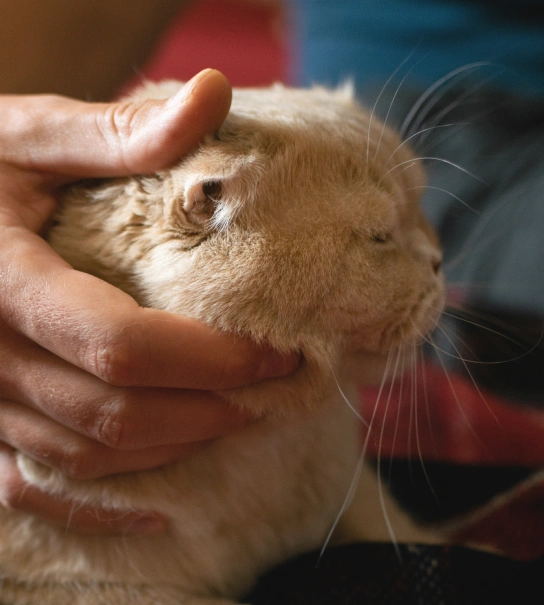 Understanding Pet Safety