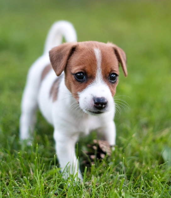 Preventative Pet Care