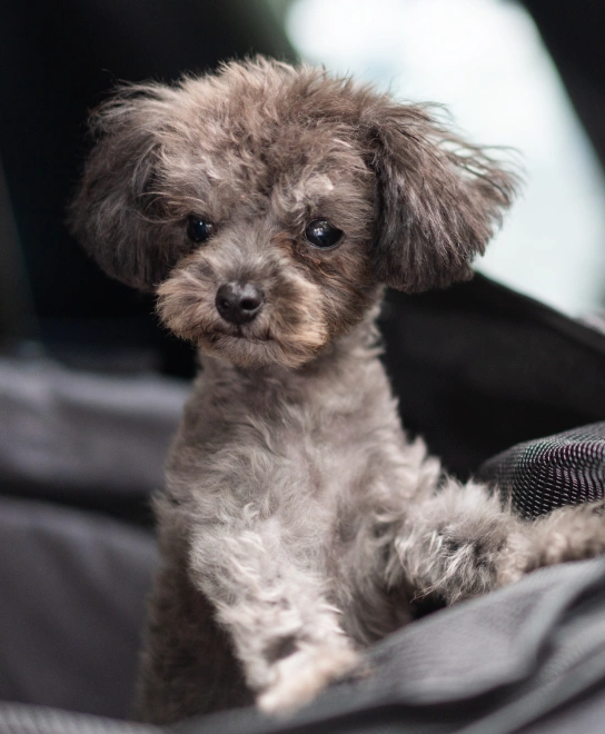 Puppy & Kitten Veterinary Care Services