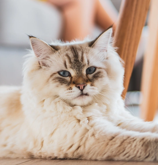 Williamsburg Senior Pet Care