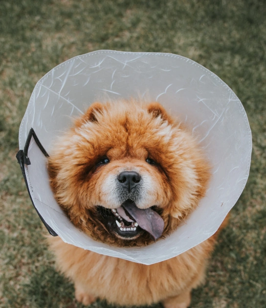 Veterinary Surgery: Spay/Neuter Services