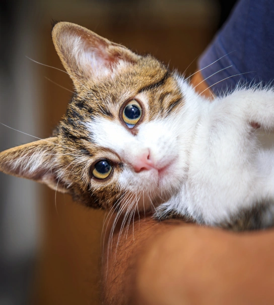 Veterinary Resources