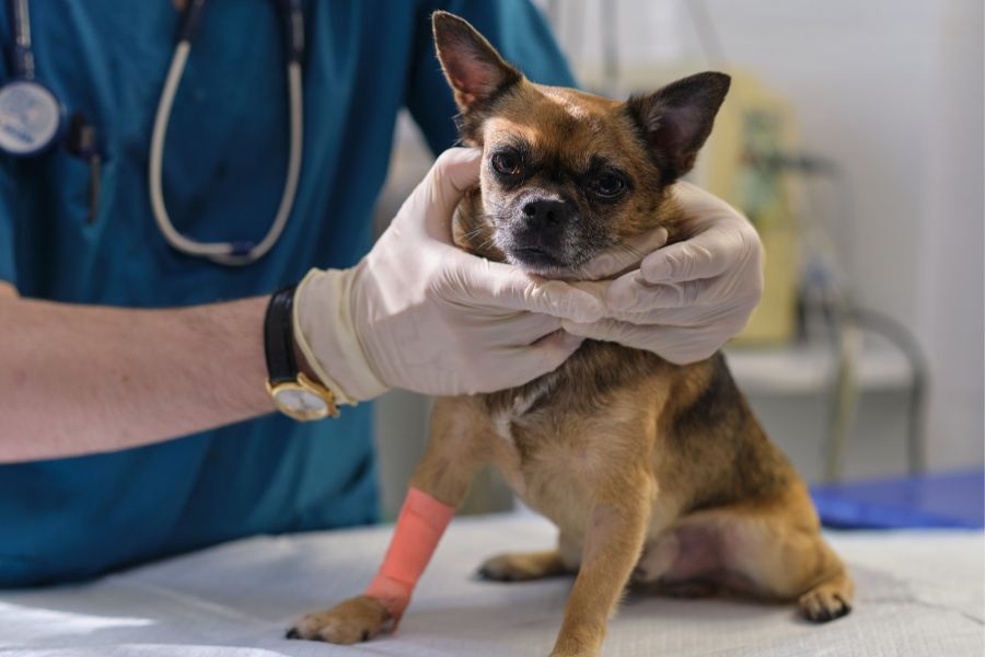 What Your Veterinarian Can Detect Before Symptoms Become Serious