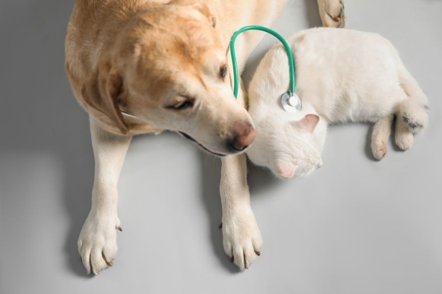 The Benefits of Urgent Care for Non Life Threatening Pet Issues