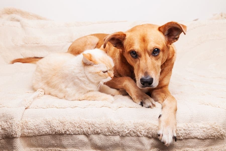 Urgent Pet Care After Toxic Ingestion