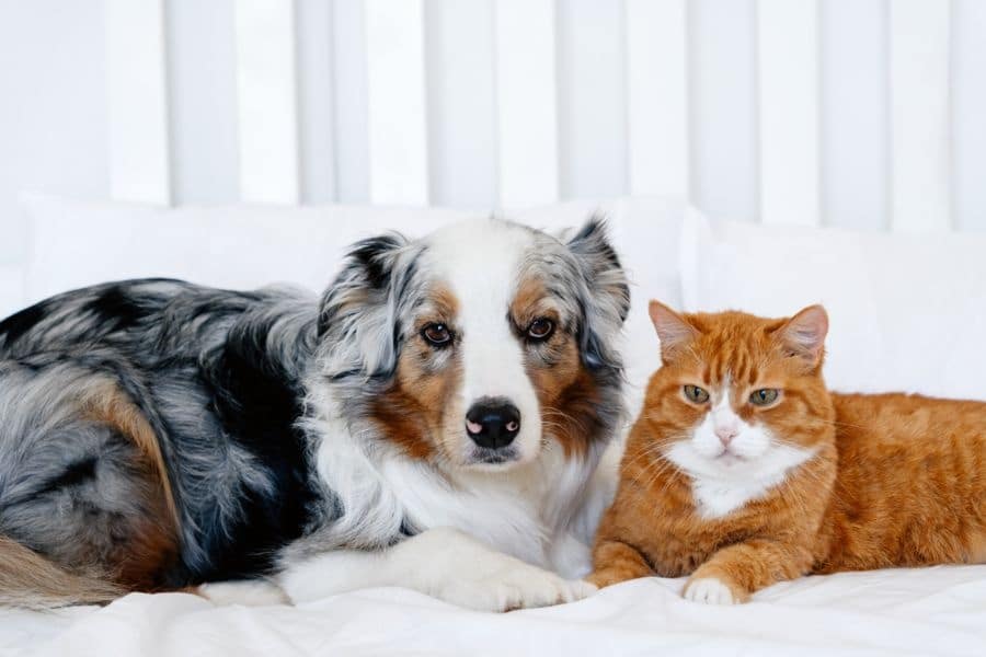 Urgent Vet Care for Minor Injuries That Should Not Wait