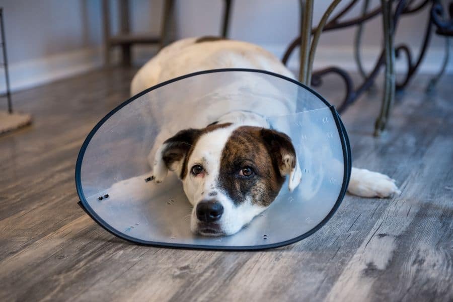 What Factors Can Affect Your Pet's Surgical Recovery?