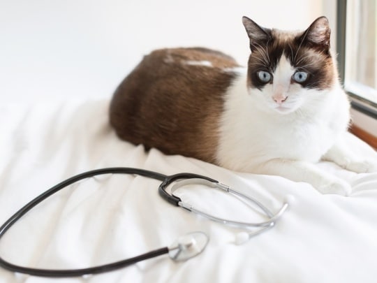 in-house-pet-diagnostic-care-brooklyn